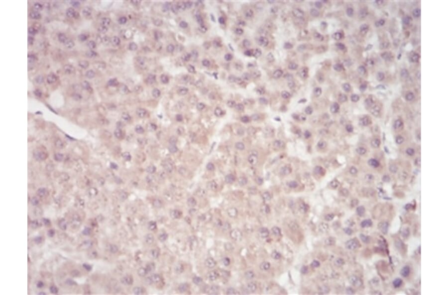 Immunohistochemistry - Anti-SAM Antibody from Arthus Biosystems (MA00204) - Antibodies.com