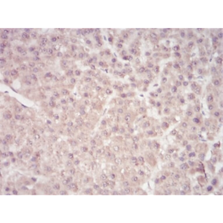 Immunohistochemistry - Anti-SAM Antibody from Arthus Biosystems (MA00204) - Antibodies.com