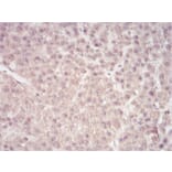 Immunohistochemistry - Anti-SAM Antibody from Arthus Biosystems (MA00204) - Antibodies.com