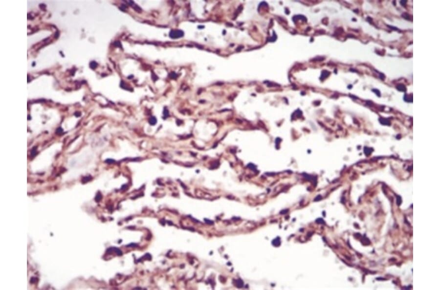 Immunohistochemistry - Anti-SAM Antibody from Arthus Biosystems (PA00201) - Antibodies.com