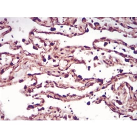 Immunohistochemistry - Anti-SAM Antibody from Arthus Biosystems (PA00201) - Antibodies.com