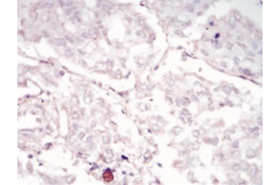 Immunohistochemistry - Anti-SAM Antibody from Arthus Biosystems (PA00201) - Antibodies.com