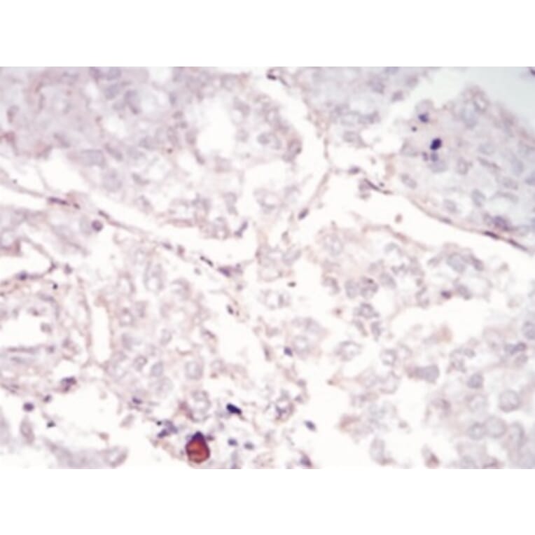 Immunohistochemistry - Anti-SAM Antibody from Arthus Biosystems (PA00201) - Antibodies.com