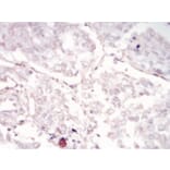 Immunohistochemistry - Anti-SAM Antibody from Arthus Biosystems (PA00201) - Antibodies.com