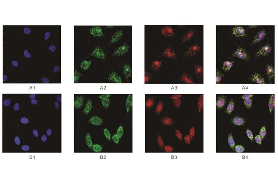 Immunofluorescence - Anti-SAM Antibody from Arthus Biosystems (MAF00201) - Antibodies.com