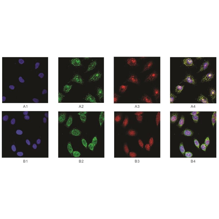 Immunofluorescence - Anti-SAM Antibody from Arthus Biosystems (MAF00201) - Antibodies.com
