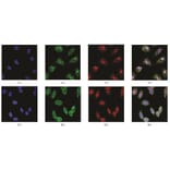 Immunofluorescence - Anti-SAM Antibody from Arthus Biosystems (MAF00201) - Antibodies.com