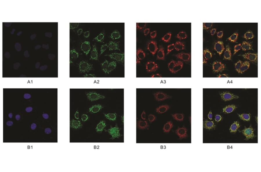 Immunofluorescence - Anti-SAM Antibody from Arthus Biosystems (MAF00202) - Antibodies.com