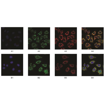 Immunofluorescence - Anti-SAM Antibody from Arthus Biosystems (MAF00202) - Antibodies.com