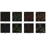 Immunofluorescence - Anti-SAM Antibody from Arthus Biosystems (MAF00202) - Antibodies.com