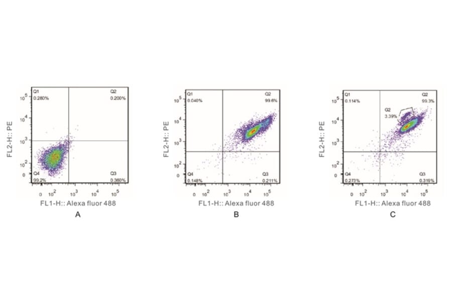 Flow Cytometry Control - Anti-SAM Antibody from Arthus Biosystems (MAF00202) - Antibodies.com