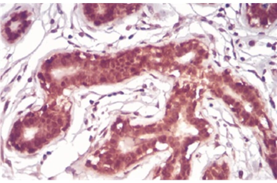 Immunohistochemistry - Anti-SAH Antibody from Arthus Biosystems (MA00301) - Antibodies.com