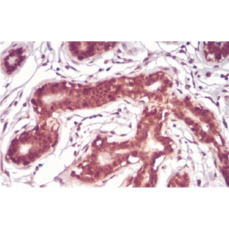 Immunohistochemistry - Anti-SAH Antibody from Arthus Biosystems (MA00301) - Antibodies.com