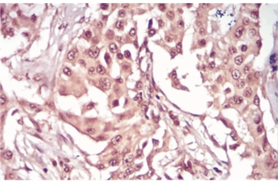 Immunohistochemistry - Anti-SAH Antibody from Arthus Biosystems (MA00301) - Antibodies.com