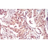 Immunohistochemistry - Anti-SAH Antibody from Arthus Biosystems (MA00301) - Antibodies.com