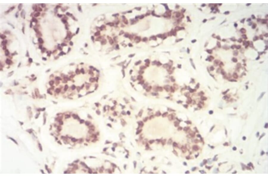 Immunohistochemistry - Anti-SAH Antibody from Arthus Biosystems (MA00302) - Antibodies.com