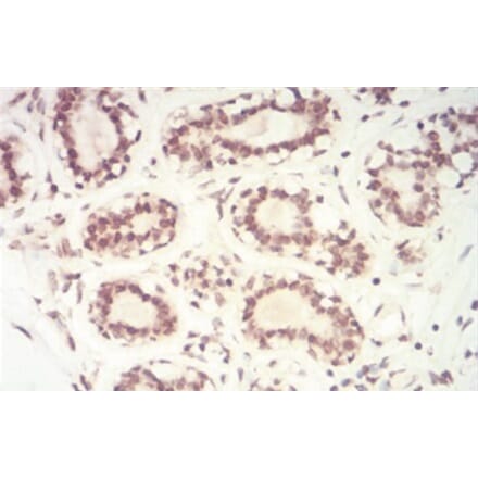 Immunohistochemistry - Anti-SAH Antibody from Arthus Biosystems (MA00302) - Antibodies.com