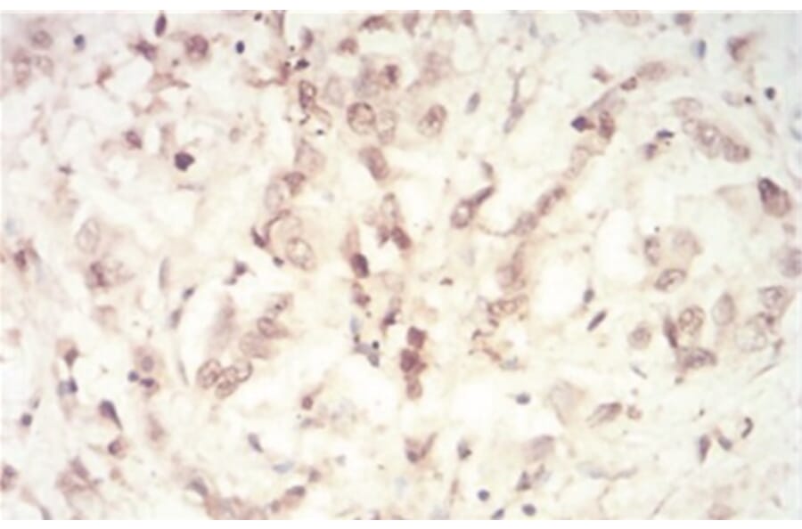 Immunohistochemistry - Anti-SAH Antibody from Arthus Biosystems (MA00302) - Antibodies.com