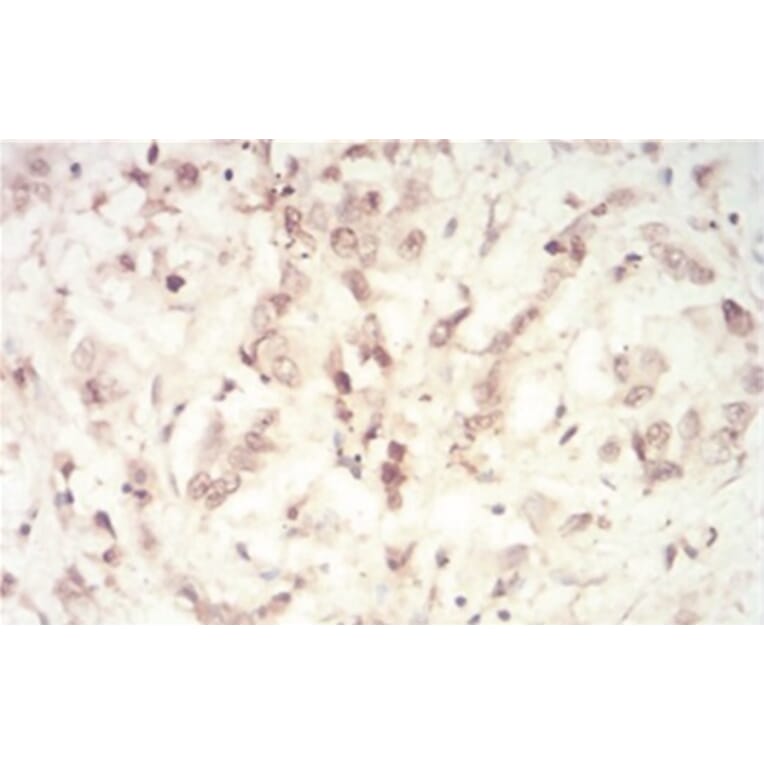 Immunohistochemistry - Anti-SAH Antibody from Arthus Biosystems (MA00302) - Antibodies.com