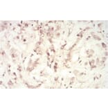 Immunohistochemistry - Anti-SAH Antibody from Arthus Biosystems (MA00302) - Antibodies.com