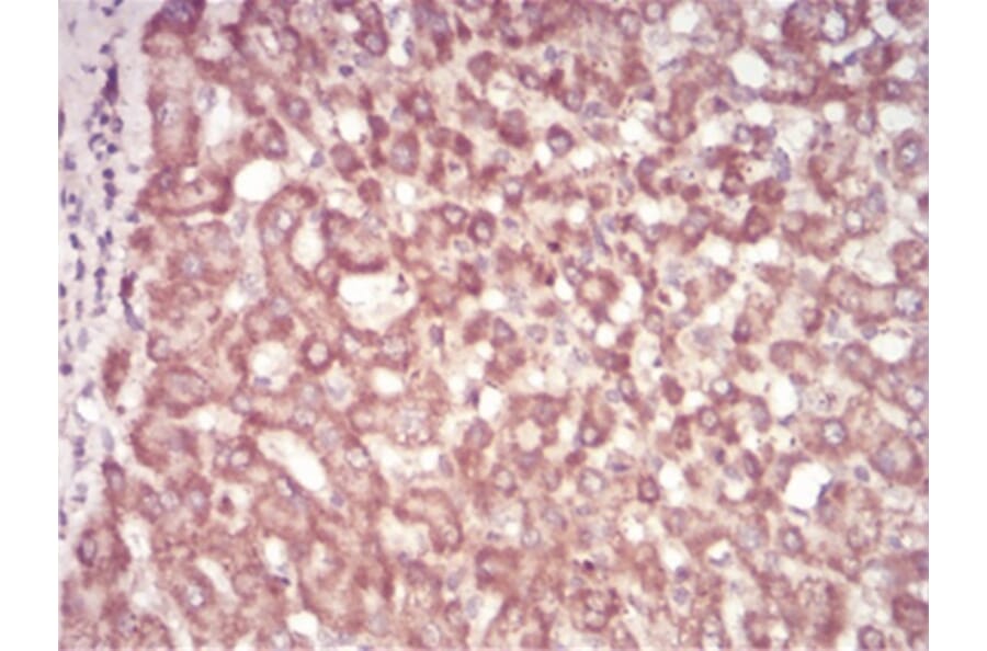 Immunohistochemistry - Anti-SAH Antibody from Arthus Biosystems (MA00303) - Antibodies.com