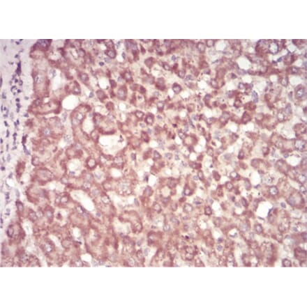 Immunohistochemistry - Anti-SAH Antibody from Arthus Biosystems (MA00303) - Antibodies.com