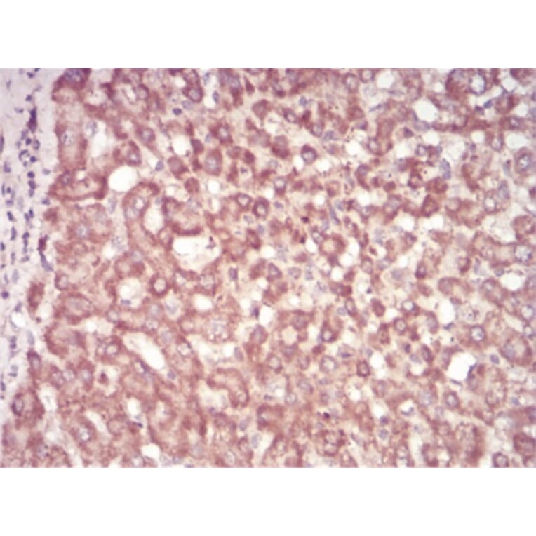 Immunohistochemistry - Anti-SAH Antibody from Arthus Biosystems (MA00303) - Antibodies.com