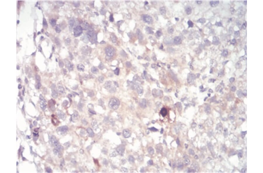 Immunohistochemistry - Anti-SAH Antibody from Arthus Biosystems (MA00303) - Antibodies.com