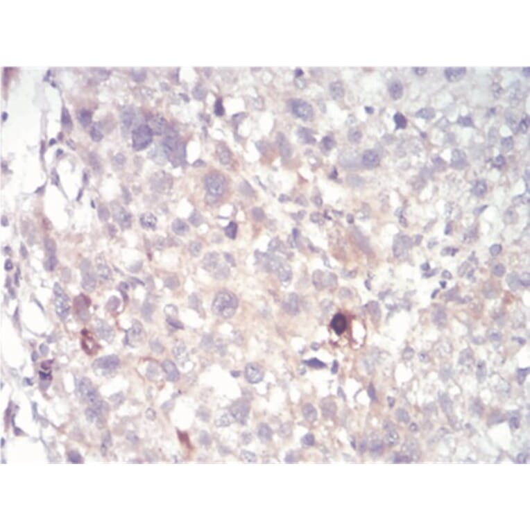 Immunohistochemistry - Anti-SAH Antibody from Arthus Biosystems (MA00303) - Antibodies.com