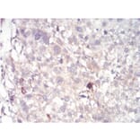 Immunohistochemistry - Anti-SAH Antibody from Arthus Biosystems (MA00303) - Antibodies.com