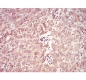 Immunohistochemistry - Anti-SAH Antibody from Arthus Biosystems (MA00304) - Antibodies.com