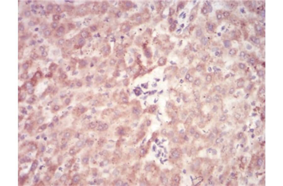 Immunohistochemistry - Anti-SAH Antibody from Arthus Biosystems (MA00304) - Antibodies.com