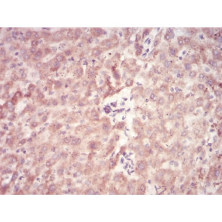 Immunohistochemistry - Anti-SAH Antibody from Arthus Biosystems (MA00304) - Antibodies.com