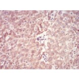 Immunohistochemistry - Anti-SAH Antibody from Arthus Biosystems (MA00304) - Antibodies.com