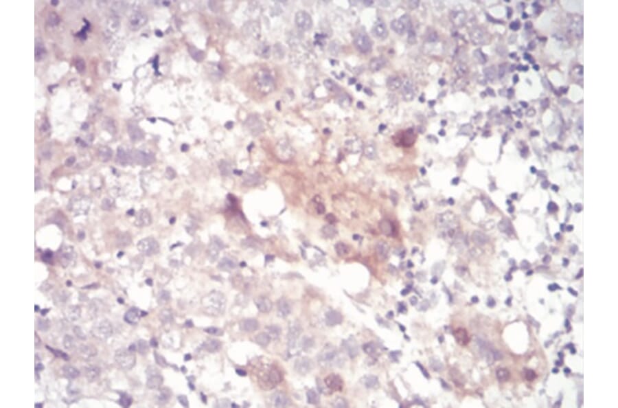 Immunohistochemistry - Anti-SAH Antibody from Arthus Biosystems (MA00304) - Antibodies.com
