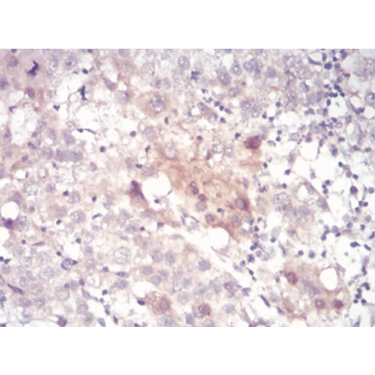 Immunohistochemistry - Anti-SAH Antibody from Arthus Biosystems (MA00304) - Antibodies.com