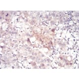 Immunohistochemistry - Anti-SAH Antibody from Arthus Biosystems (MA00304) - Antibodies.com