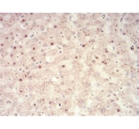 Immunohistochemistry - Anti-SAH Antibody from Arthus Biosystems (MA00305) - Antibodies.com