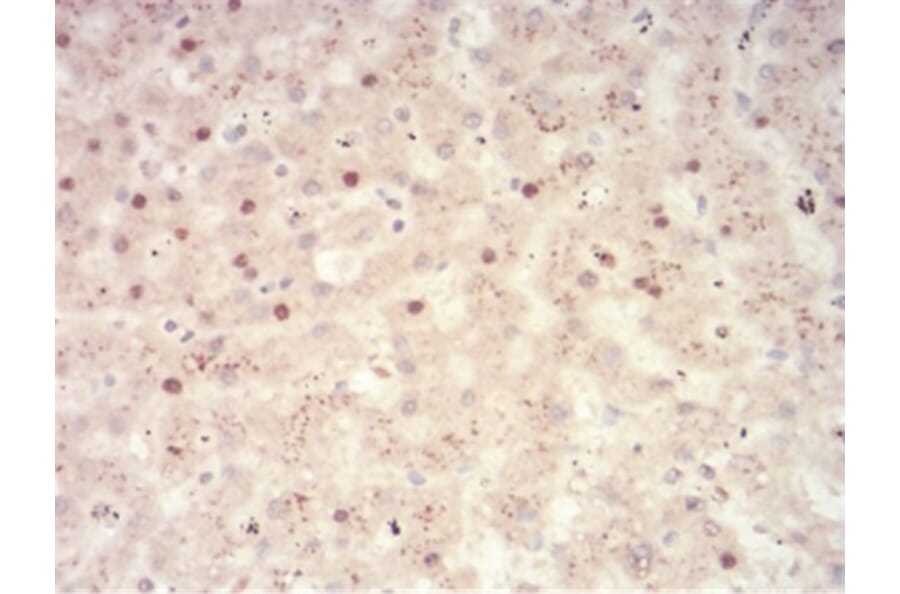 Immunohistochemistry - Anti-SAH Antibody from Arthus Biosystems (MA00305) - Antibodies.com