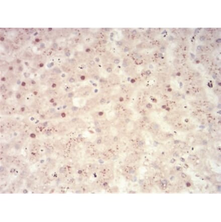 Immunohistochemistry - Anti-SAH Antibody from Arthus Biosystems (MA00305) - Antibodies.com