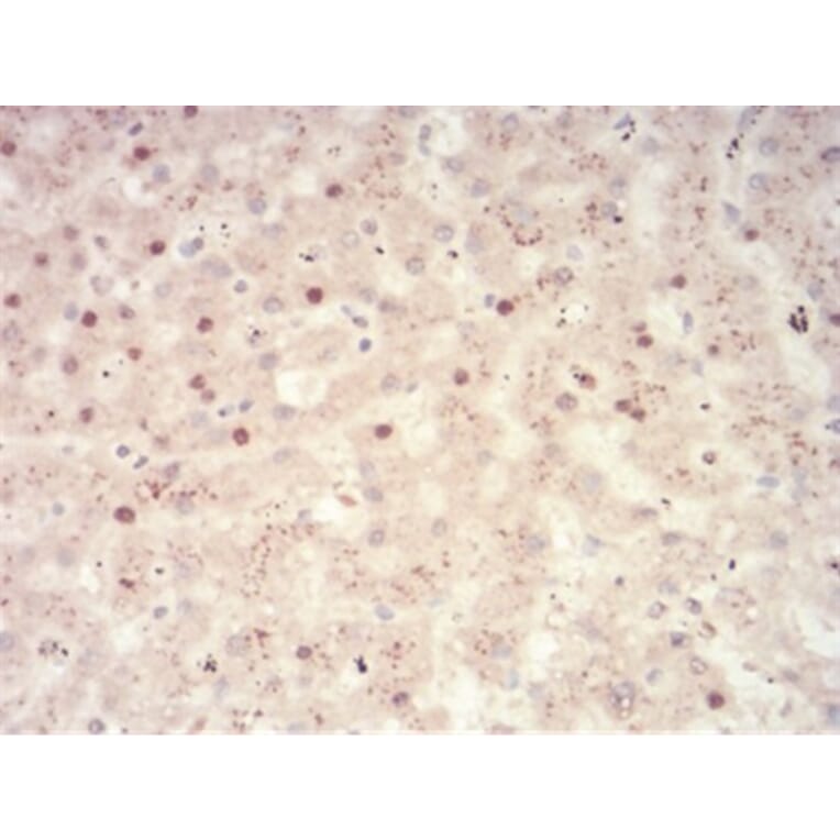 Immunohistochemistry - Anti-SAH Antibody from Arthus Biosystems (MA00305) - Antibodies.com