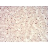 Immunohistochemistry - Anti-SAH Antibody from Arthus Biosystems (MA00305) - Antibodies.com