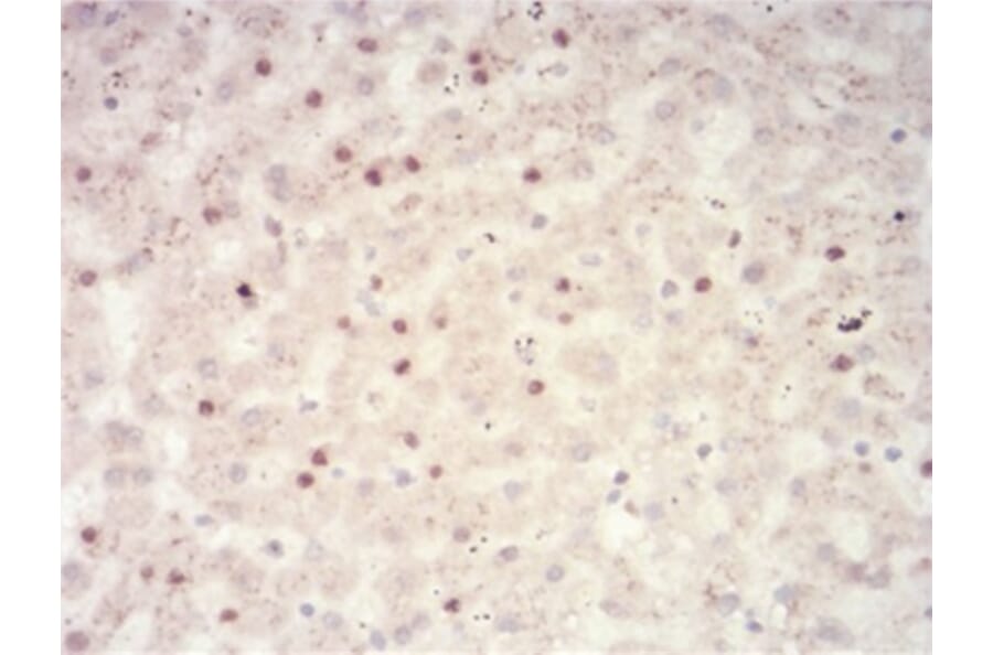 Immunohistochemistry - Anti-SAH Antibody from Arthus Biosystems (MA00306) - Antibodies.com