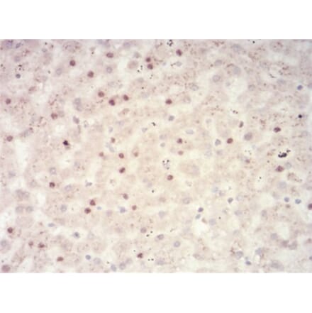 Immunohistochemistry - Anti-SAH Antibody from Arthus Biosystems (MA00306) - Antibodies.com