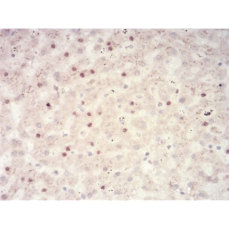 Immunohistochemistry - Anti-SAH Antibody from Arthus Biosystems (MA00306) - Antibodies.com