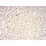 Immunohistochemistry - Anti-SAH Antibody from Arthus Biosystems (MA00306) - Antibodies.com