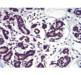 Immunohistochemistry - Anti-SAH Antibody from Arthus Biosystems (MA00307) - Antibodies.com