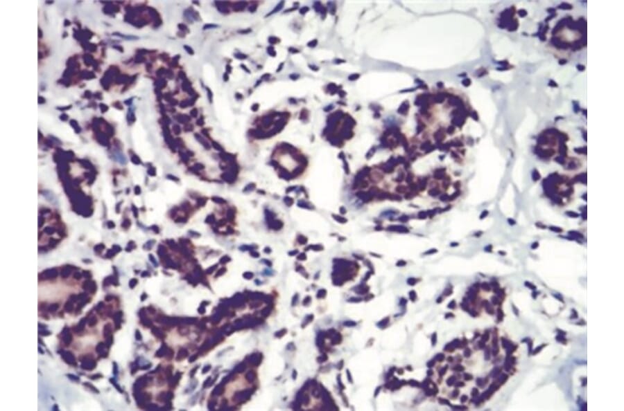 Immunohistochemistry - Anti-SAH Antibody from Arthus Biosystems (MA00307) - Antibodies.com