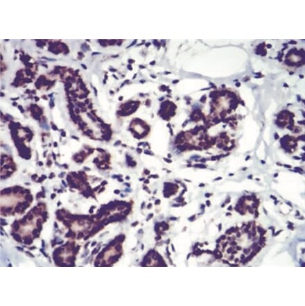 Immunohistochemistry - Anti-SAH Antibody from Arthus Biosystems (MA00307) - Antibodies.com