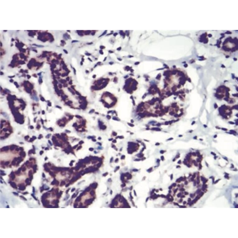 Immunohistochemistry - Anti-SAH Antibody from Arthus Biosystems (MA00307) - Antibodies.com